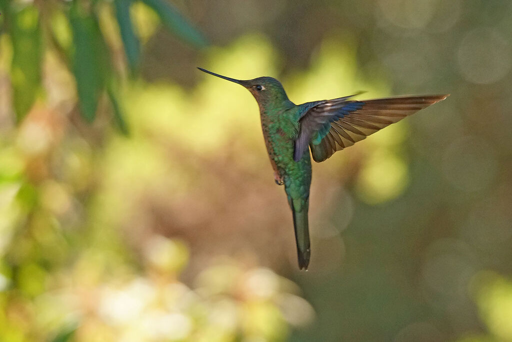 Great Sapphirewing female