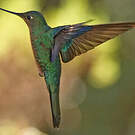 Colibri à ailes saphir