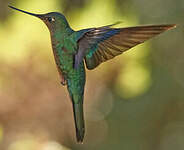 Colibri à ailes saphir