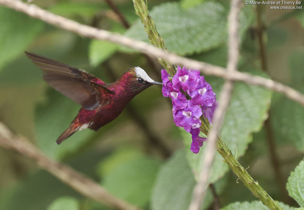 Colibri à coiffe blanche mâle