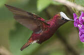 Colibri à coiffe blanche