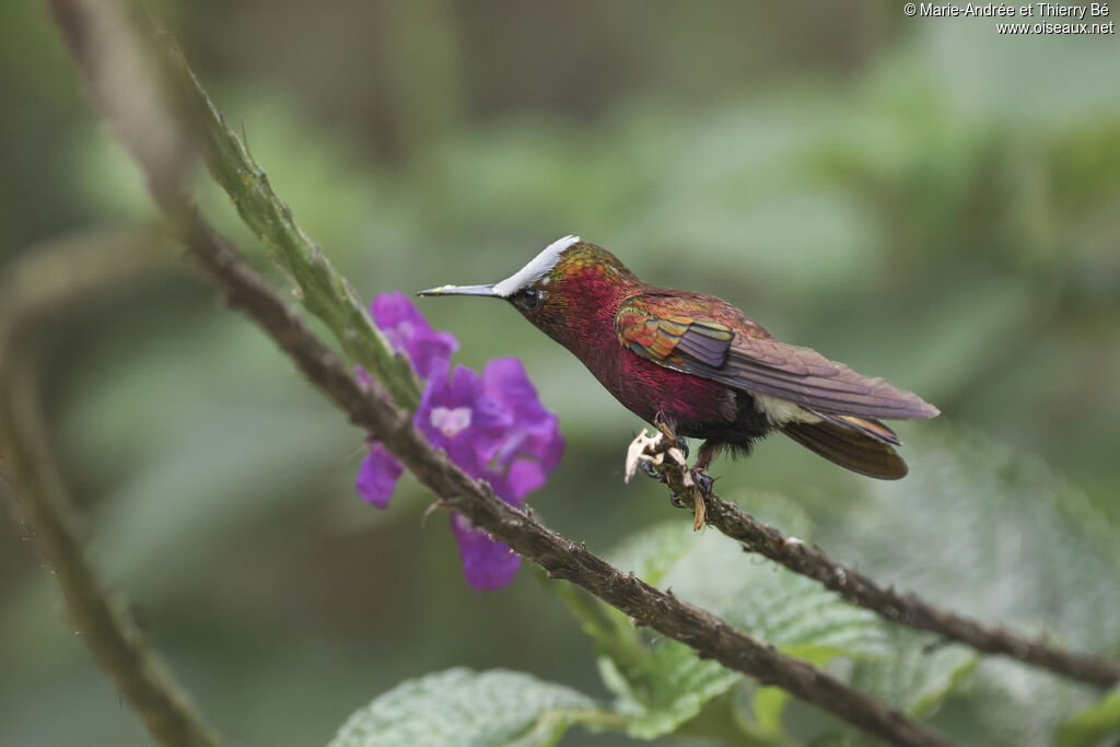 Colibri à coiffe blanche mâle