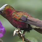 Colibri à coiffe blanche
