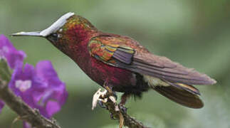 Snowcap