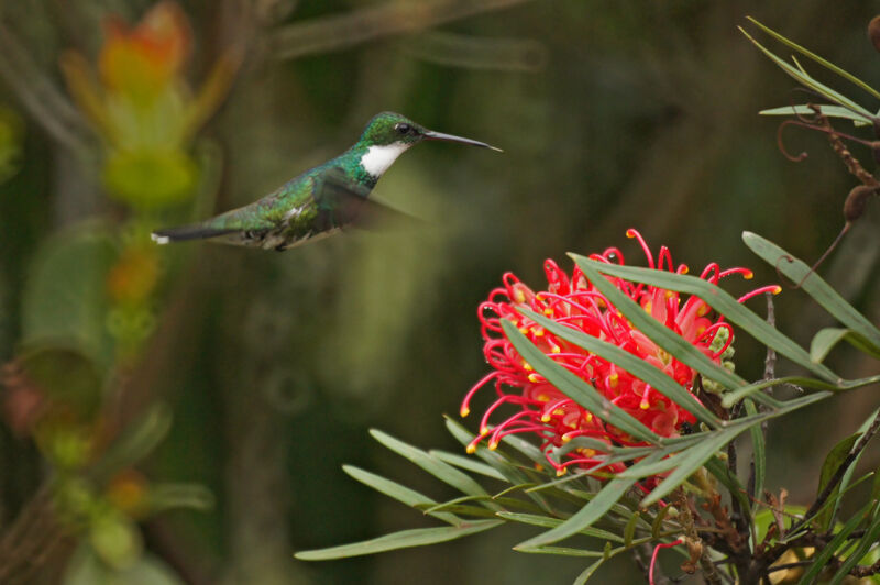 Colibri à gorge blanche