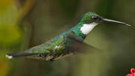 Colibri à gorge blanche