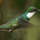 Colibri à gorge blanche