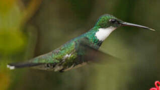 White-throated Hummingbird