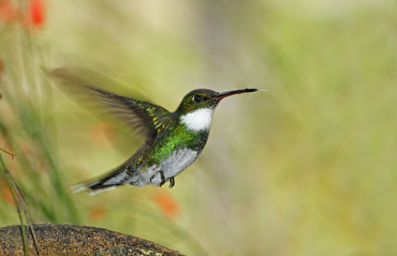 White-throated Hummingbird