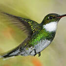 Colibri à gorge blanche
