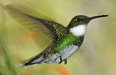 Colibri à gorge blanche