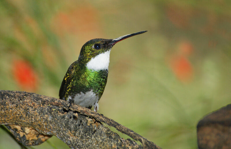 Colibri à gorge blanche