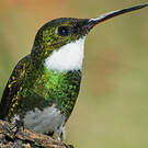 Colibri à gorge blanche