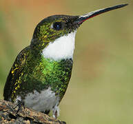 White-throated Hummingbird