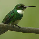 Colibri à gorge blanche