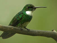 Colibri à gorge blanche