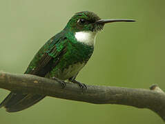 Colibri à gorge blanche