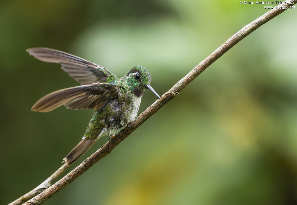 Colibri à gorge lilas