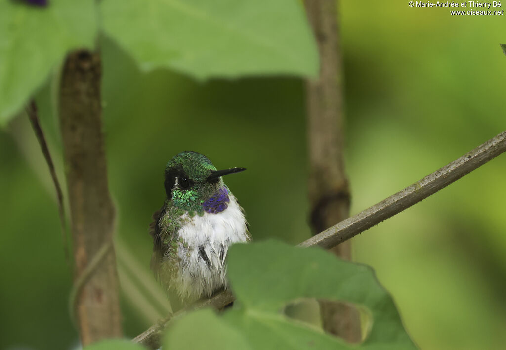 Colibri à gorge lilas