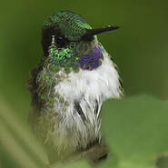 Colibri à gorge lilas