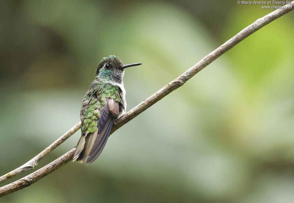 Colibri à gorge lilas
