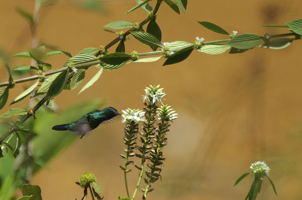 Colibri à menton bleu