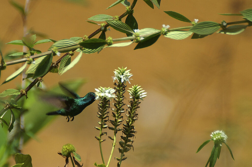 Blue-chinned Sapphire male