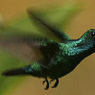 Colibri à menton bleu