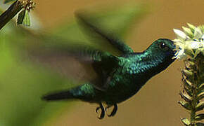 Colibri à menton bleu