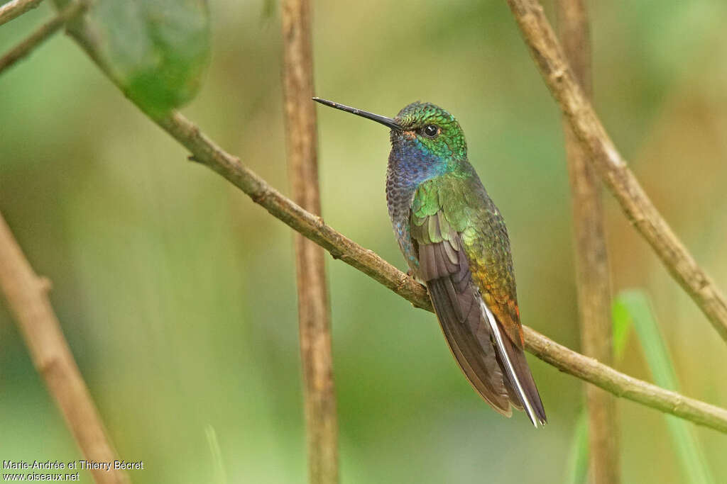 Green-backed Hillstaradult, identification