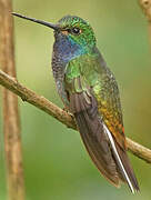 Green-backed Hillstar