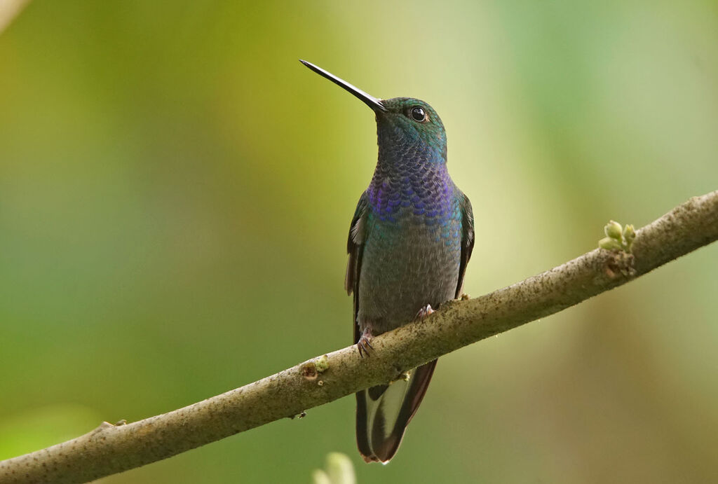 Green-backed Hillstaradult, close-up portrait