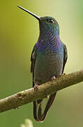 Colibri à queue blanche