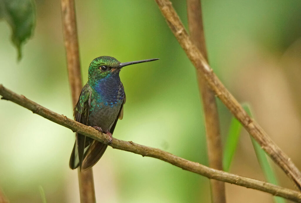 Green-backed Hillstaradult, close-up portrait