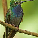 Colibri à queue blanche