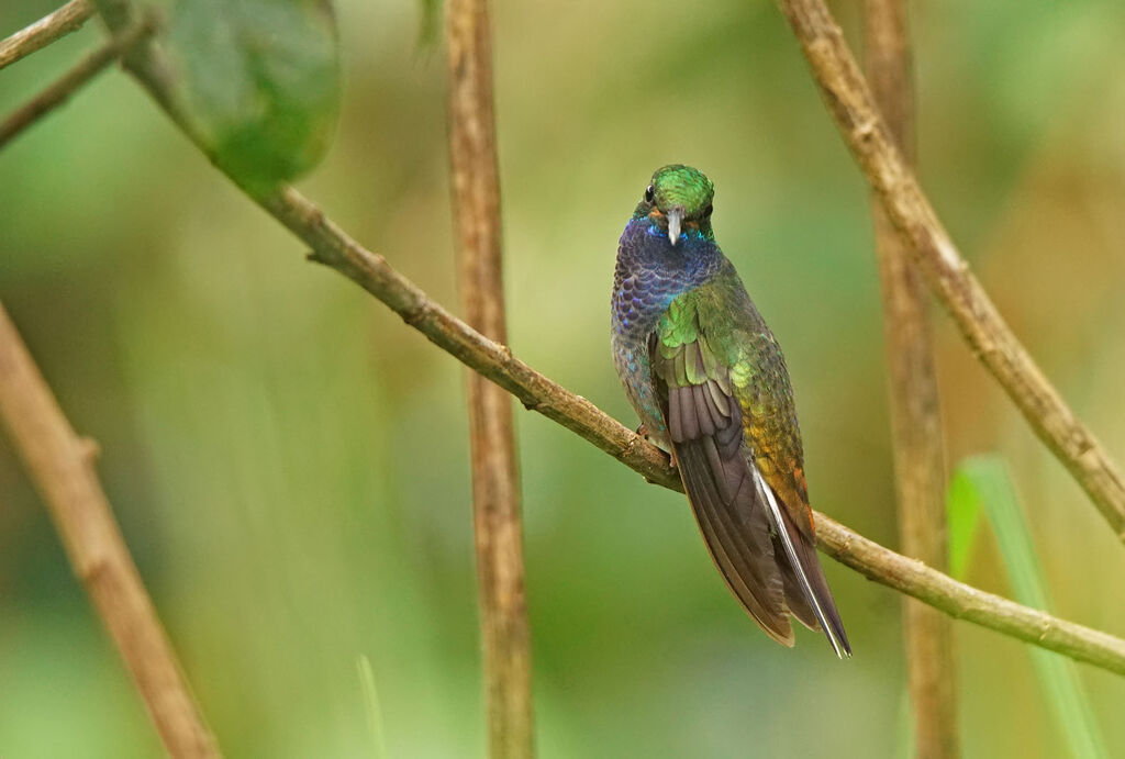 Green-backed Hillstaradult, pigmentation