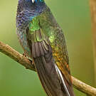 Colibri à queue blanche