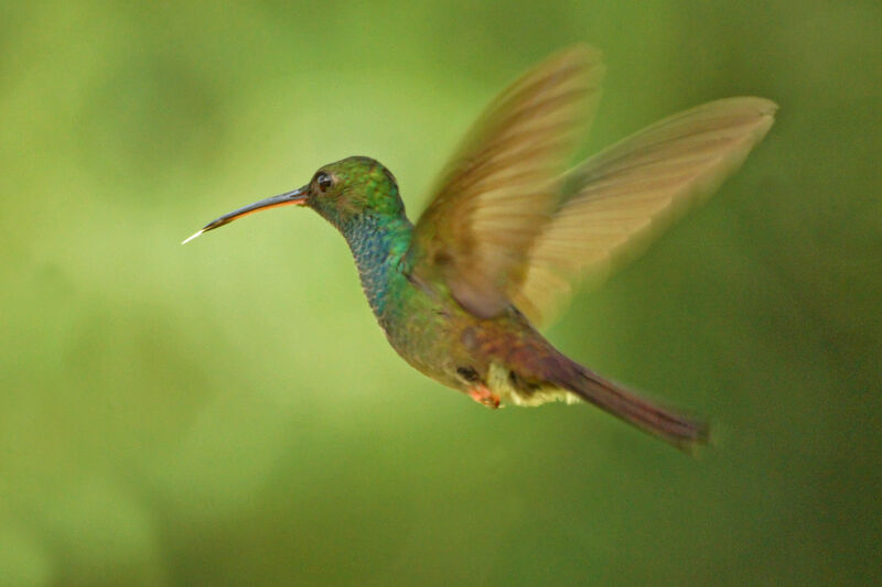 Colibri à queue bronzée