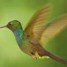 Colibri à queue bronzée