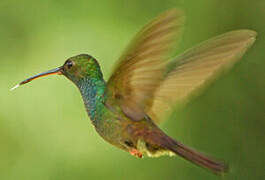 Colibri à queue bronzée