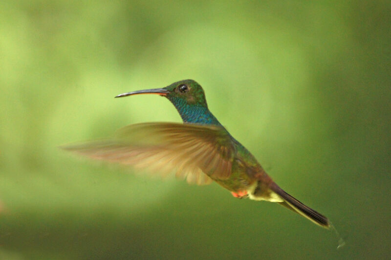 Colibri à queue bronzée