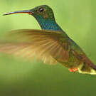 Colibri à queue bronzée