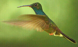 Colibri à queue bronzée