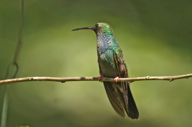 Colibri à queue bronzée