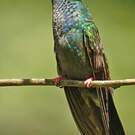 Colibri à queue bronzée
