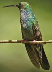 Colibri à queue bronzée