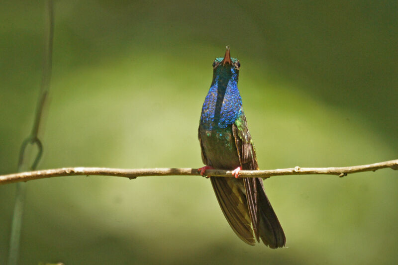 Bronze-tailed Plumeleteer