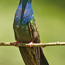 Colibri à queue bronzée
