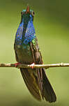 Colibri à queue bronzée