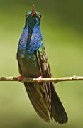 Colibri à queue bronzée